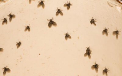 Why are drain flies coming out of bathroom drains?