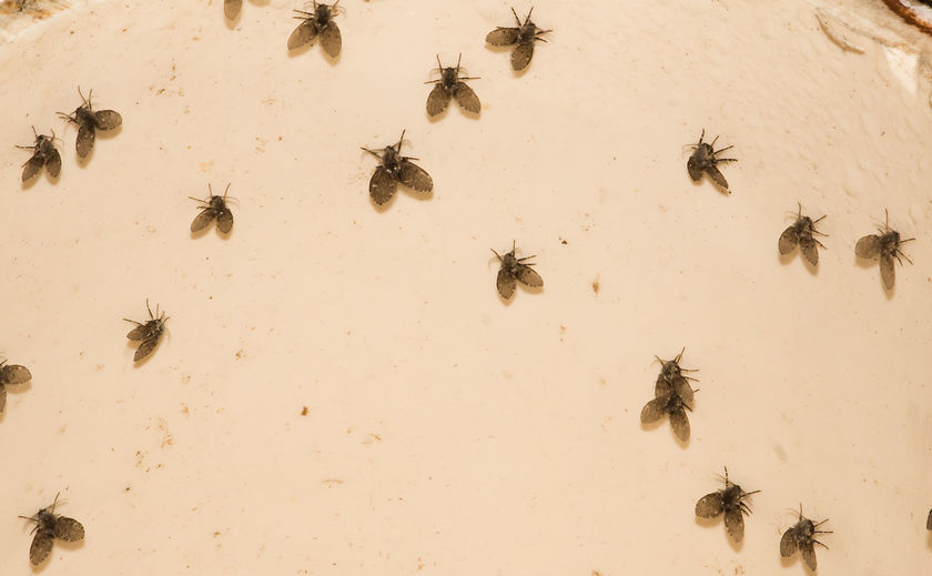 how to get rid of fruit flies in bathroom sink