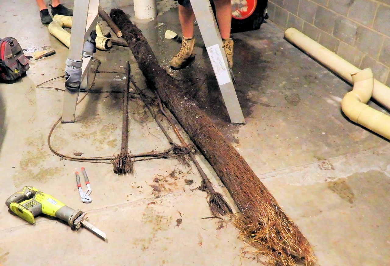Tree Roots in Sewer Drains - Whywait Plumbing Services