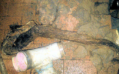 Tree Roots in Sewer Drains