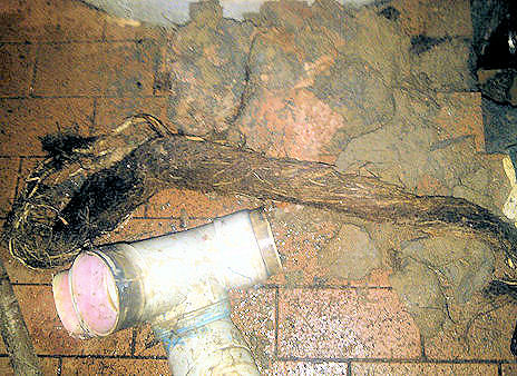 Tree Roots in Sewer Drains