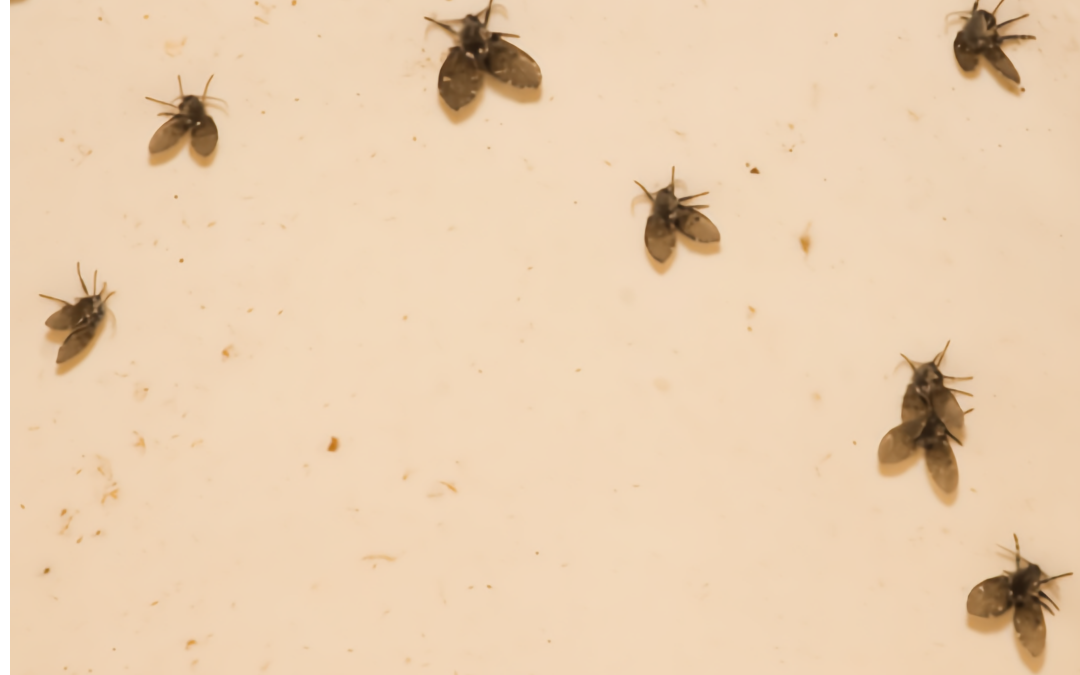 little flies in the bathroom sink