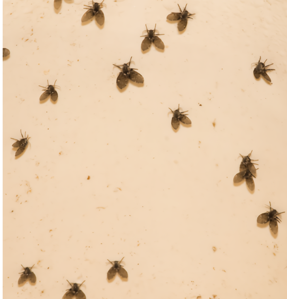 Are These Drain Flies Coming Out Of My Bathroom Drains   Drain Flies 4 980x1022 