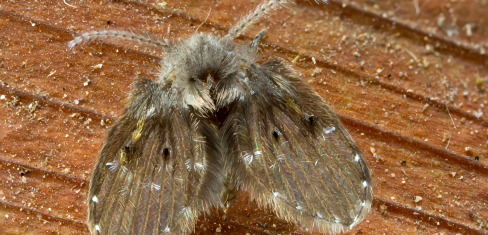 are-these-drain-flies-coming-out-of-my-bathroom-drains